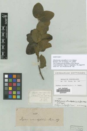 Daphne rotundifolia L.f. [type]