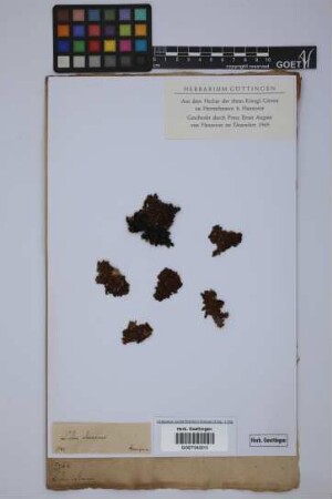 Lichen castaneus