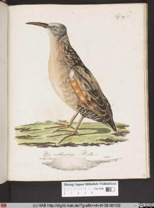 Die rothbrüstige Ralle.