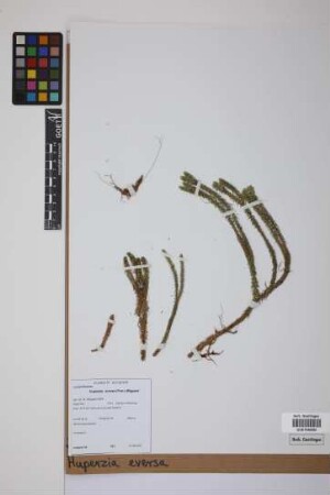 Phlegmariurus eversus (Poir.) B. &Oslash;llg.