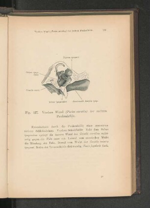 Fig. 127. Vordere Wand (Paries carotica) der rechten Paukenhöhle.