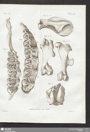 Rhinocéros Pl. XVIII
