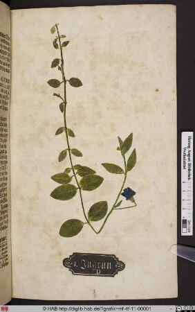 Ingrün. D. [Immergrün, Vinca minor].