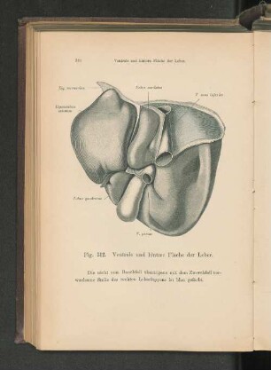 Fig. 312. Ventrale und hintere Fläche der Leber.