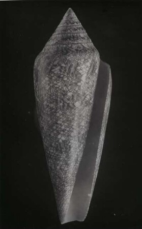 Conus gloria-maris Hw., Philippinen