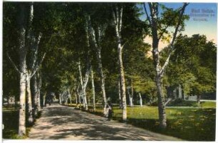 Bad Sulza. Birkenallee im Kurpark