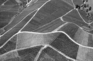 Durbach: Weinberge