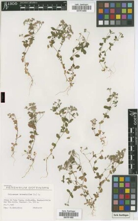 Polycarpon tetraphyllum (L.) L.