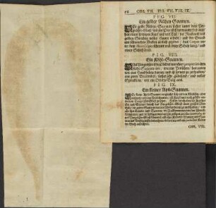 Fig. VIII. Ein Köhl-Saamen.