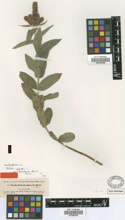Mentha kotschyana Boiss.