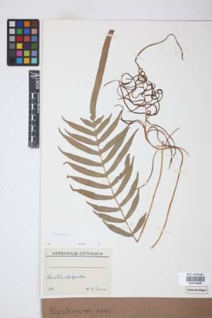 Blechnum