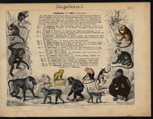 [Tafeln 5. - 16.: Säugethiere. I. - XII.]