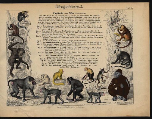 [Tafeln 5. - 16.: Säugethiere. I. - XII.]