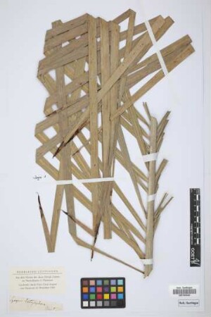Syagrus botryophora (Mart.) Mart.