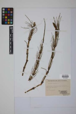 Equisetum fluviatile L.