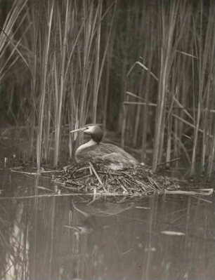 Haubentaucher (Podiceps cristatus L.), brütend