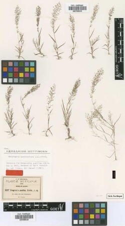 Eragrostis pusillus Scribn. [isotype]