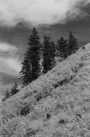 Landschaft im Harz