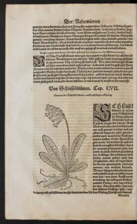 Von Schlüsselblumen. Cap. CVII.
