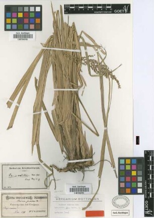Panicum grumosum Nees