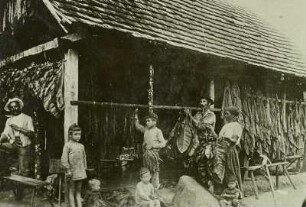Brasilien, Santa Catharina, Trocknen des Tabaks