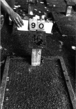 Grabstein 90 (Index: 100105401) Beschreibung: Grabeinfassung und Stellvertreter Besonderheit: Stellvertreter trägt die Nr. 16: Grabstein 90