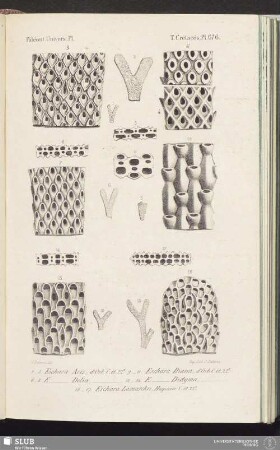 T. Crétacés, Pl. 676