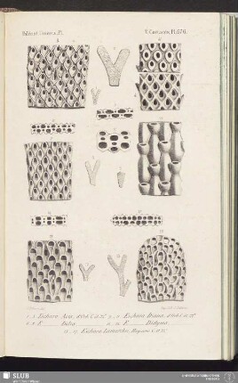 T. Crétacés, Pl. 676