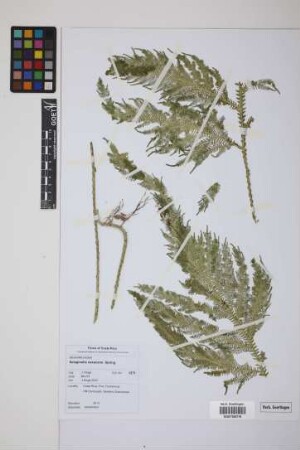 Selaginella oaxacana Spring