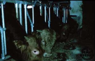 Fotografie: Futtervorlage, Futtertisch, Fangfressgitter, Maissilage