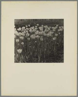 Tulpen