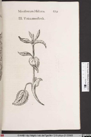 Urtica monstrosa.