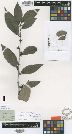Gymnanthes hypoleucus Benth. [isolectotype]