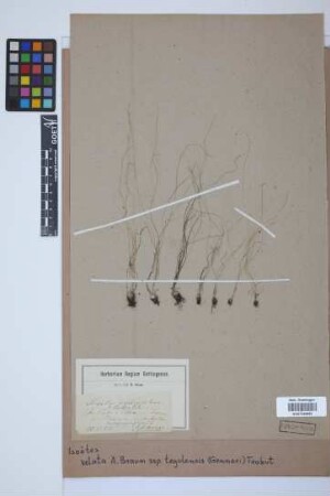 Isoetes velata tegulensis (Genn.) Trabut