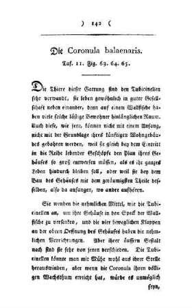 ¬Die¬ Coronula Balaenaris : Taf. 11, Fig. 63, 64, 65