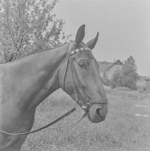 Reiter Strehla : Strehla. Pferd