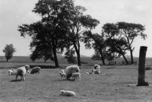 Schafe mit ihren Lämmern, Nordfriesland, Schlei- und Eidermündung