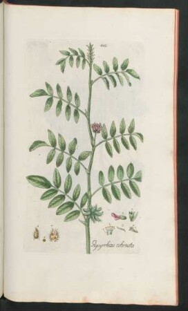 440. Glyzirrhiza echinata