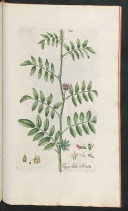 440. Glyzirrhiza echinata