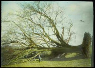 Kunaths Linde 1969 Langenhennersdorf : Lindenbaum umgestürzt (Kunaths Linde) bei Langenhennersdorf