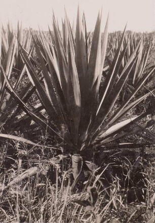 Sisalplantage (Sisal-Agave (Agave sisalana)) bei Tanga : Tansania, Sisalplantage bei Tanga, vor 1930