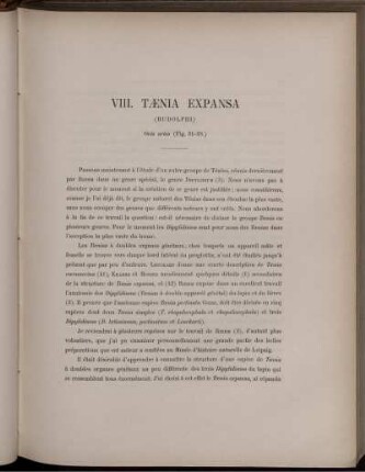 VIII. Tænia Expansa