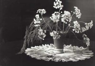 "Blumen um uns" (Photographische Plaudereien in Wort und Bild). Blütendolden und Spargelkraut