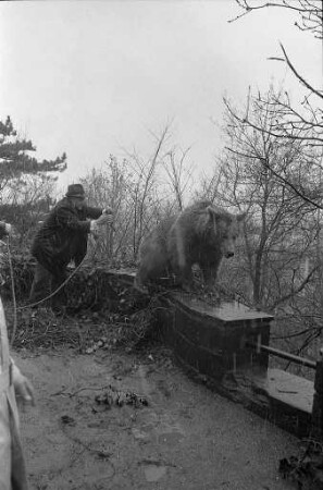 Ausbruch von vier Braunbären aus ihrer Behausung im Karlsruher Zoo