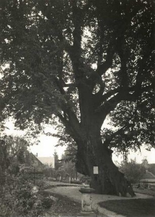 Collmer Gerichtslinde : Collm bei Oschatz, sogenannte Gerichtslinde auf dem Kirchhof