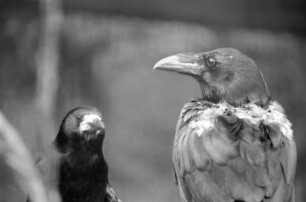 Leserbrief zur Vogelhaltung in den Volieren am Berghang des Karlsruher Zoos