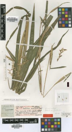 Euchlaena mexicana Schrad. [isotype]