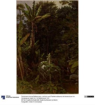 Lechosa und Plantanosbäume mit einem Arum im Vordergrund