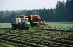 Fotografie: Ernteverfahren, Parallelverfahren, Zuckerrübe, Zuckerrübenköpfrodelader selbstfahrend, Raupentraktor, Gummiraupenlaufwerk