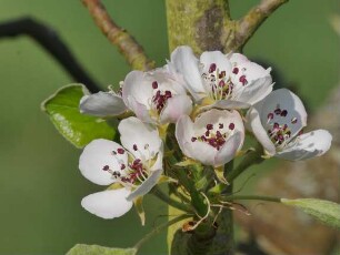 Sorte: Clapps Liebling - Baum 56
